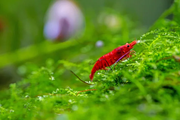 Червоні Креветки Під Водою Акваріумі — стокове фото