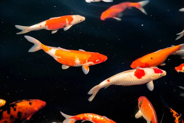 Ikan Mas Yang Berwarna Warni Ikan Koi Kolam — Stok Foto