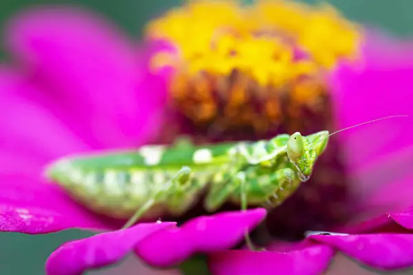 Green Flower Praying Mantis Leaf — Stock Photo, Image