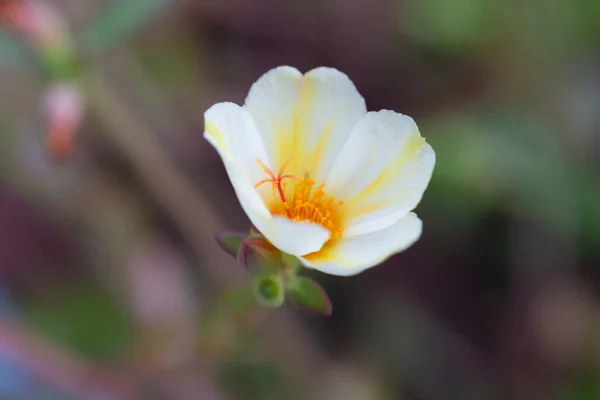 Close Common Purslane Flower Small Green Leaf — Stock Photo, Image