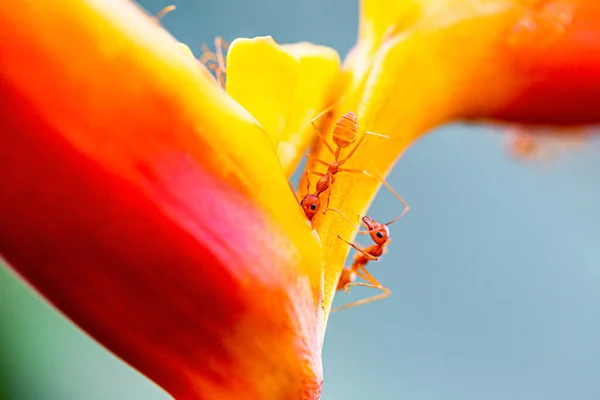 Gros Plan Fourmis Tisserandes Rouges Sur Feuille Verte — Photo