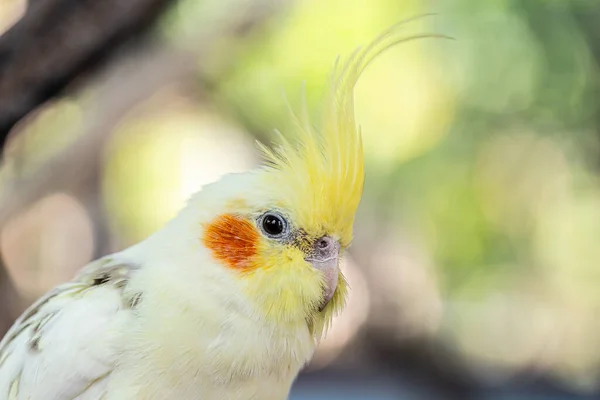 Retrato Cockatiel Close Nymphicus Hollandicus — Fotografia de Stock