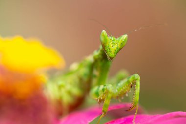 yeşil çiçek yapraklı peygamber devesi 