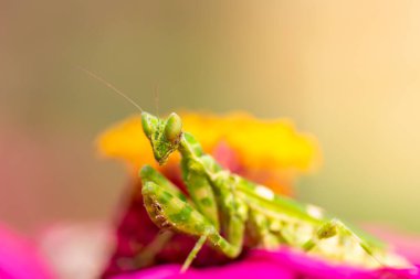yeşil çiçek yapraklı peygamber devesi 