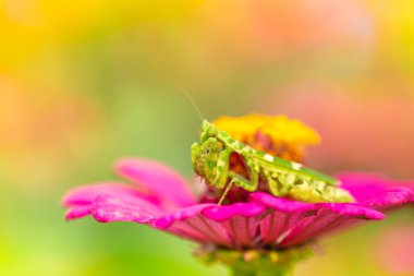 yeşil çiçek yapraklı peygamber devesi 
