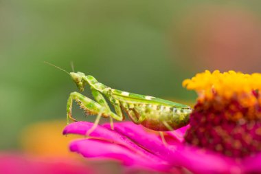 yeşil çiçek yapraklı peygamber devesi 