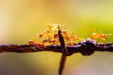 Yeşil yapraklı kırmızı dokumacı karıncaları kapat