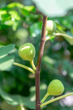 Daldaki taze meyveleri incele.