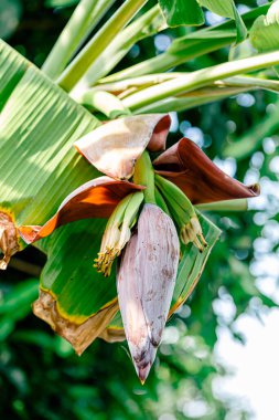 Muz yaprağında muz çiçeği