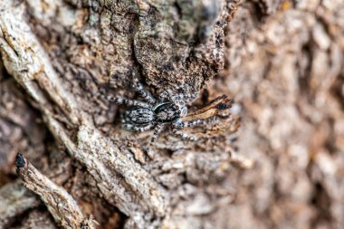 Ev örümceği duvarda