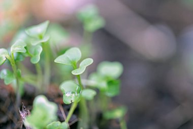 Bahçedeki toprak yığınında küçük bir bitki 