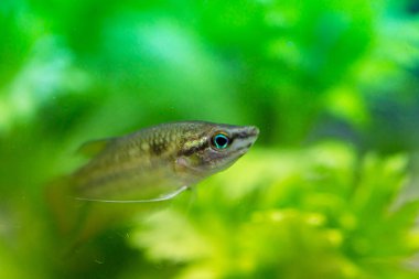 Gourami (Trichopsis vittata) Tatlı su balıkları tatlı suda yaşar