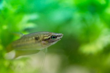 Gourami (Trichopsis vittata) Tatlı su balıkları tatlı suda yaşar