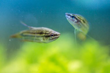 Gourami (Trichopsis vittata) Tatlı su balıkları tatlı suda yaşar