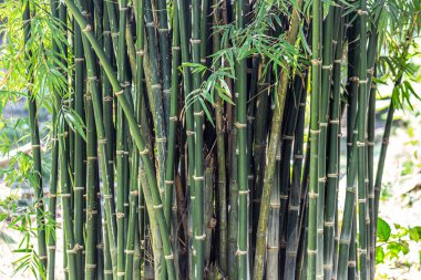 Muhteşem sabah güneşiyle bambu ormanı