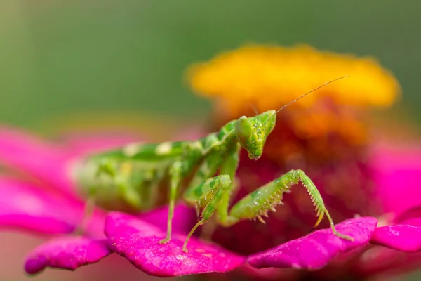 Green Flower Praying Mantis Leaf — Stock Photo, Image