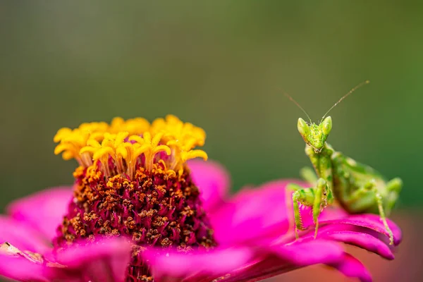 Green Flower Praying Mantis Leaf — Stock Photo, Image