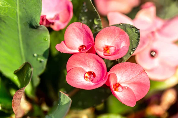 Crown Thorns Flowers Euphorbia Milli Desmoul — Stock Photo, Image