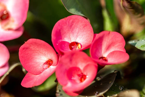 Corona Espinas Flores Euphorbia Milli Desmoul —  Fotos de Stock