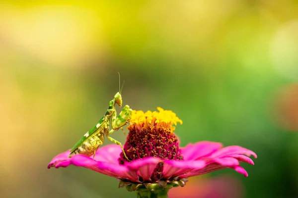 Grön Blomma Bedjande Mantis Blad — Stockfoto