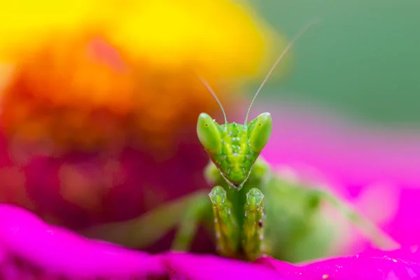 Fleur Verte Priant Mantis Sur Feuille — Photo