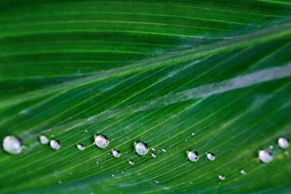 Gotas Água Nas Folhas Durante Estação Chuvosa Floresta Tropical — Fotografia de Stock