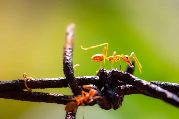 Gros Plan Fourmis Tisserandes Rouges Sur Feuille Verte — Photo