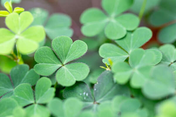 Зелёный клевер