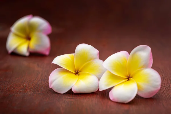 Plumeria Krásná Růžová Květenství — Stock fotografie