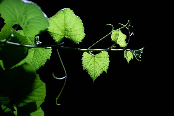 Pattern Leaves Sun Light Reflects Beautiful Nature — Stock Photo, Image