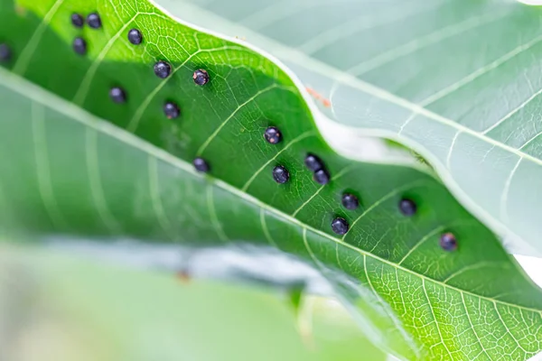 Tiro Macro Muitos Pequenos Insetos Escala Tartaruga — Fotografia de Stock