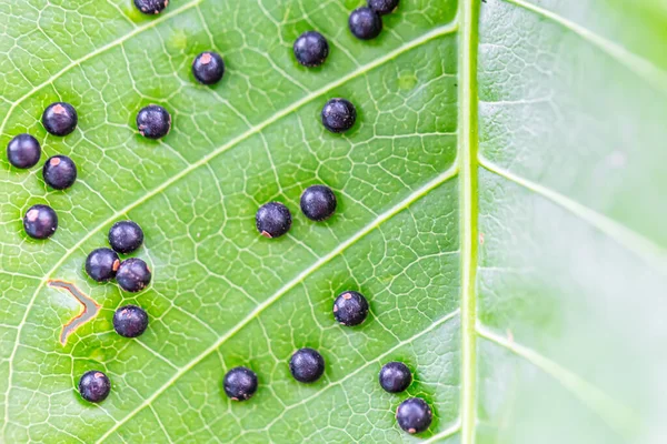 Tiro Macro Muitos Pequenos Insetos Escala Tartaruga — Fotografia de Stock