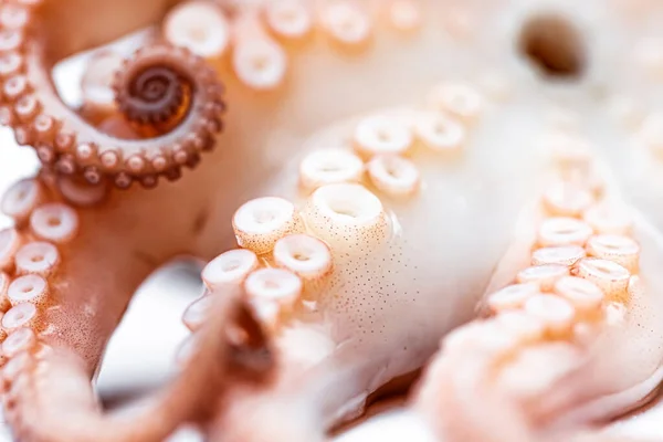 Cooked Octopus Tentacles Cooking — Stock Photo, Image