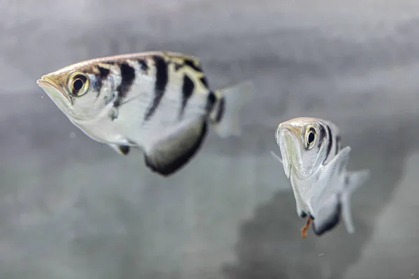 射手魚の側面図 — ストック写真