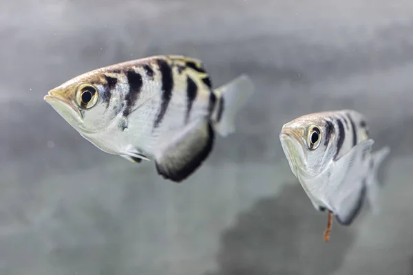 Tilikan Samping Dari Ikan Pemanah — Stok Foto