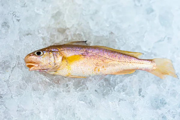 Peixes Marinhos Contêm Nutrientes Que São Essenciais Para Corpo Podem — Fotografia de Stock