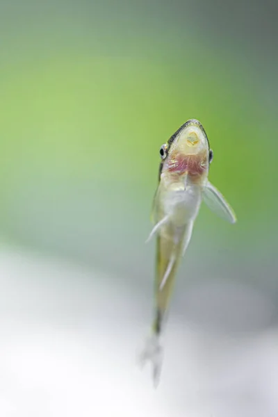 Yerleştirilmiş akvaryumdaki bir otocinclus 'a yakın çekim