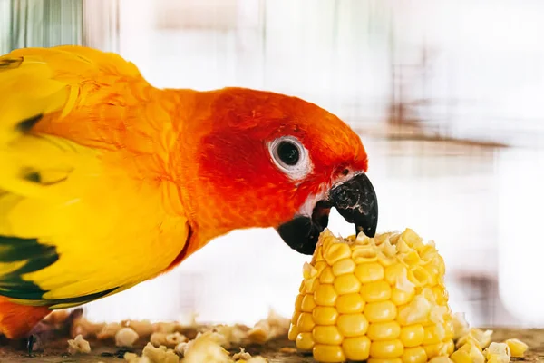 Papagaio Sobe Sua Gaiola — Fotografia de Stock