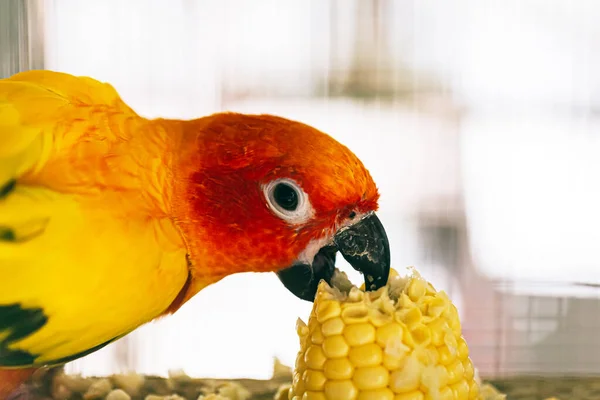 Papagaio Sobe Sua Gaiola — Fotografia de Stock