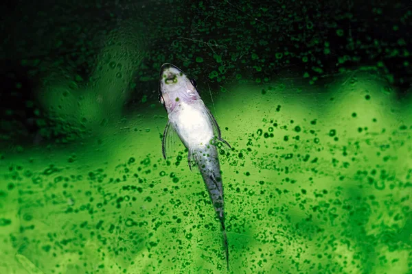 Yerleştirilmiş akvaryumdaki bir otocinclus 'a yakın çekim
