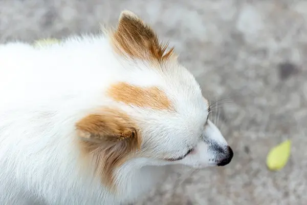 Pequeno Cachorro Bonito Cão Olhando Para Cima — Fotografia de Stock