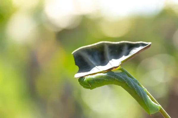 Caterpillar Swallowtail Green Background — Stock Photo, Image