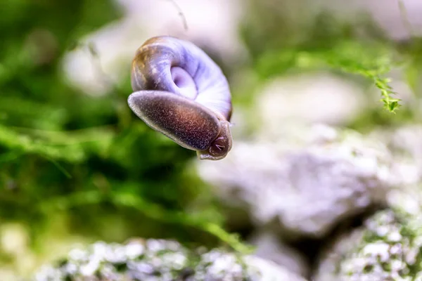 Armatura Big Pond Lumaca Acqua — Foto Stock