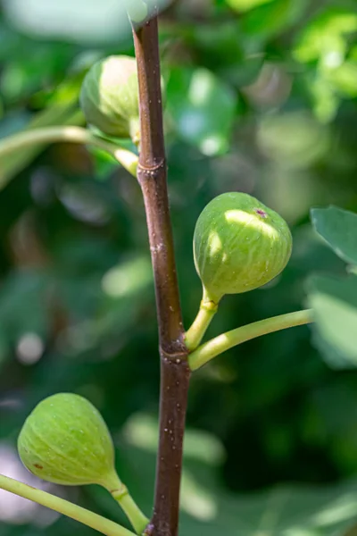 Fig Guava Young Fruit Branch Royalty Free Stock Images