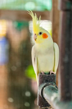 Cockatiel portresi (Nymphicus hollandicus)