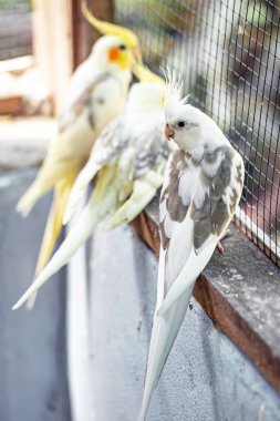 Cockatiel portresi (Nymphicus hollandicus)