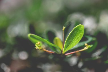 Arka plandaki yapraklar bulanık.