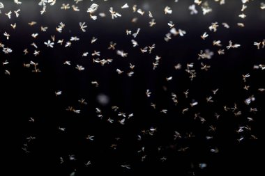 Güveler lambaların etrafında uçuşuyor.