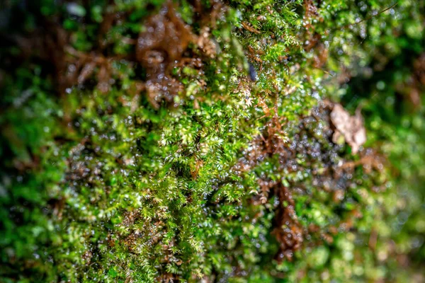 Musgo Verde Fondo Del Bosque — Foto de Stock