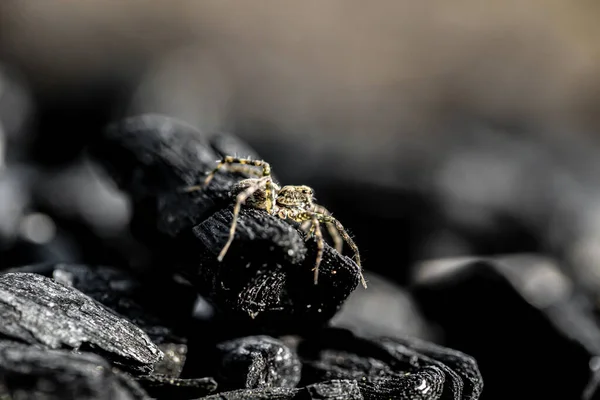 Fechar Pequena Aranha Salto — Fotografia de Stock